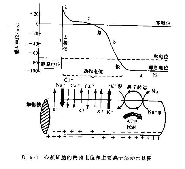 心肌细胞的跨膜电位和主要离子活动示意图.jpg