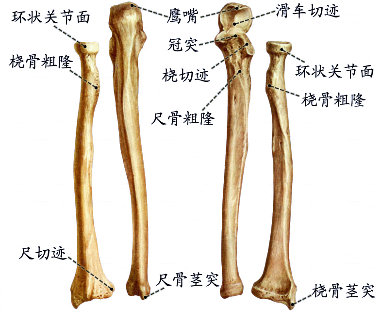 尺骨和桡骨.jpg
