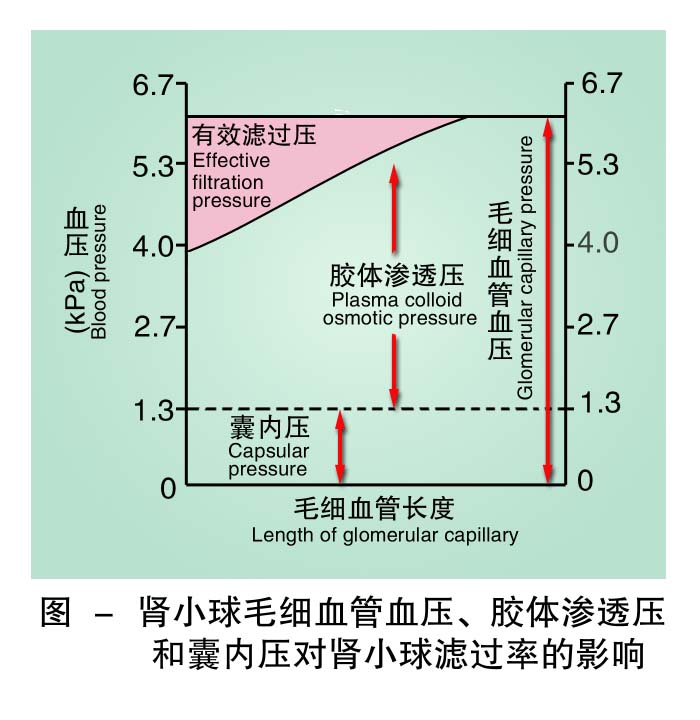 7-肾小球毛细血管血压胶体渗透压和囊内压对肾小球滤过率的影响 .jpg