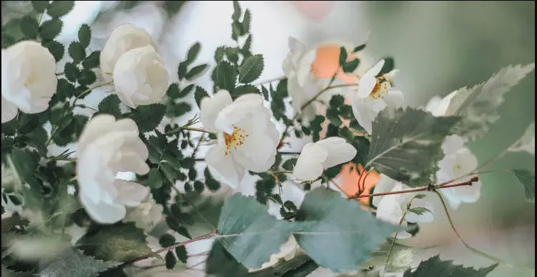 1 1.png?v=1762543191807