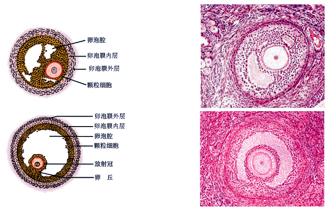 次级卵泡.jpg