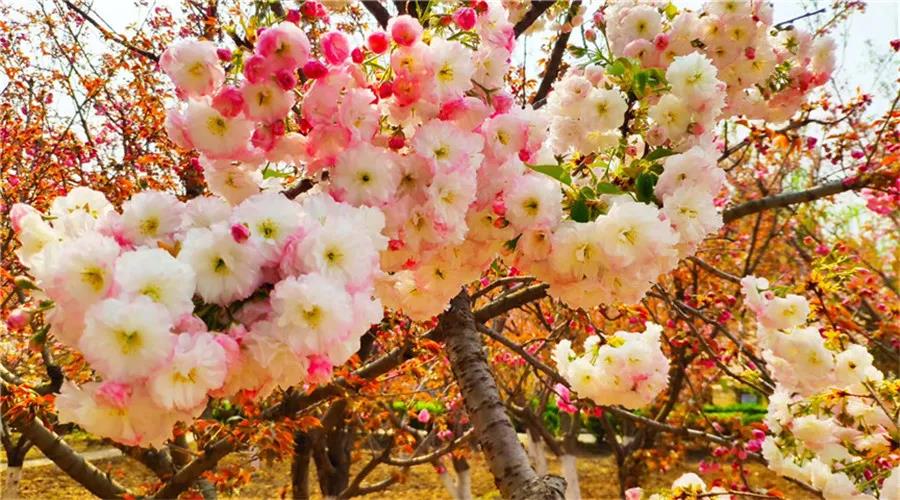 微信图片_20200408091815 微信图片_20200408091815.jpg