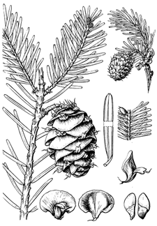 图13 黄杉 Pseudotsuga sinensis