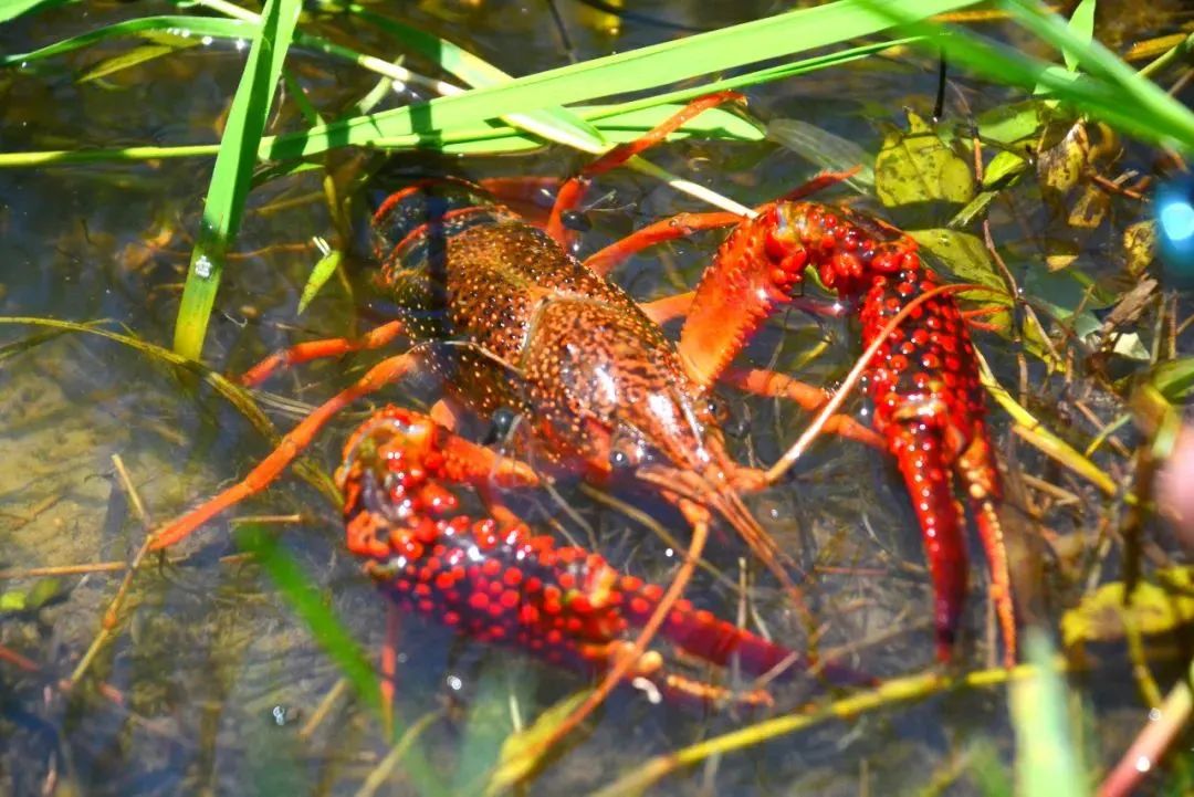 微信图片_20220426161614 微信图片_20220426161614.jpg