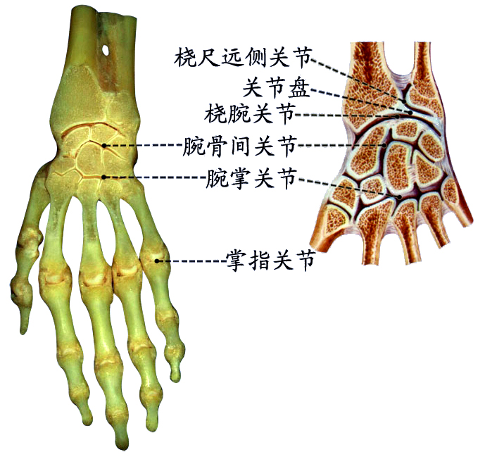 手关节.jpg