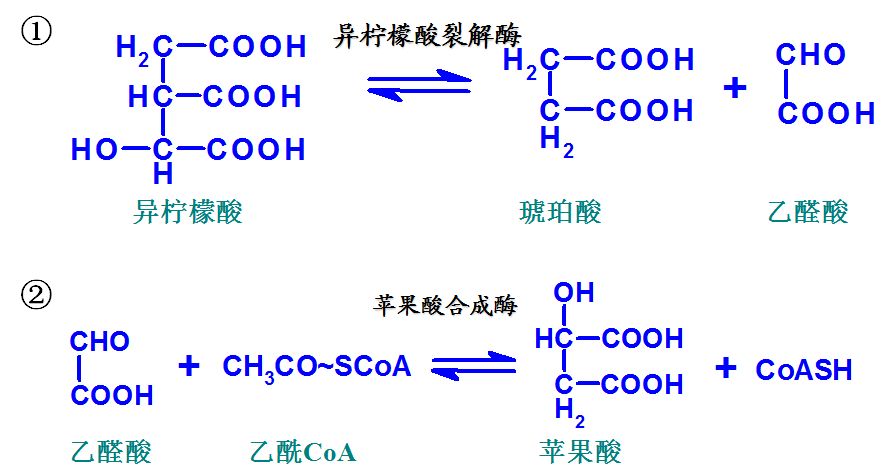 一,脂肪的分解代谢