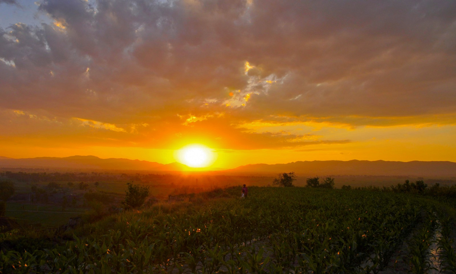 《东方日出万物苏2》王秀英摄影,拍摄于2015年6月东光村,联系电话15503542786