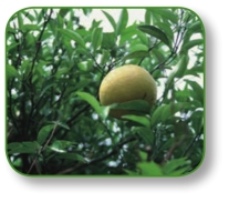 pagenumber_ebook=138,pagenumber_book=125