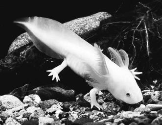 pagenumber_ebook=146,pagenumber_book=146