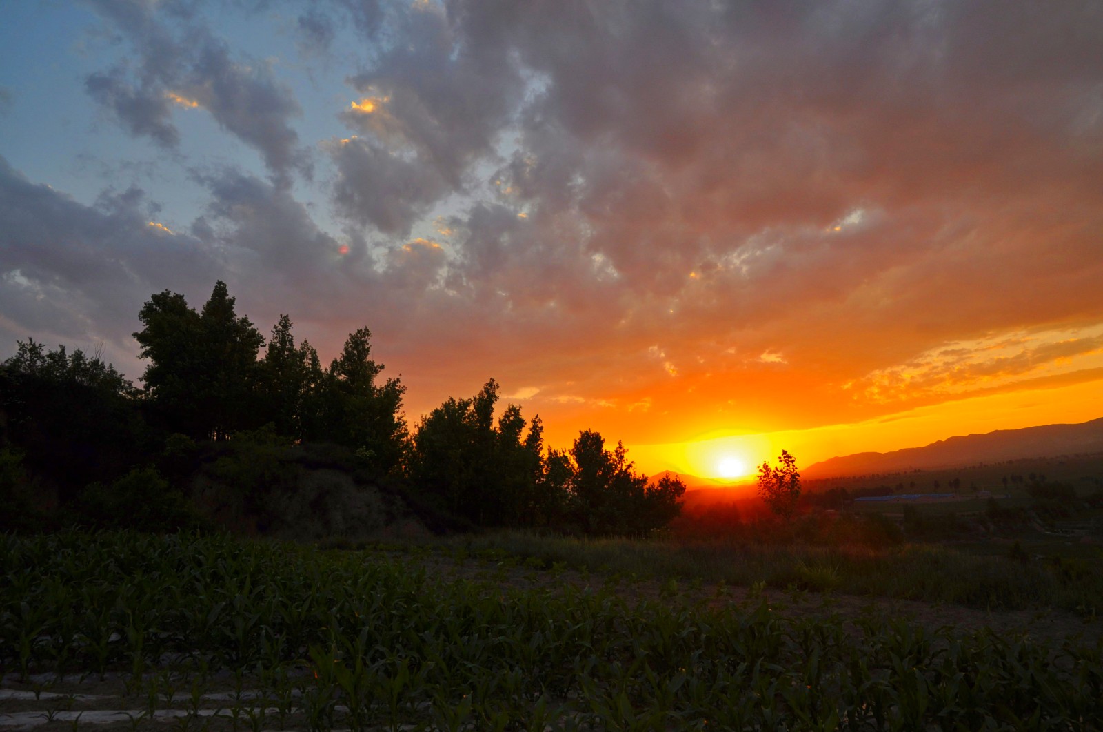 《东方日出万物苏4》王秀英摄影,拍摄于2015年6月,电话15503542786