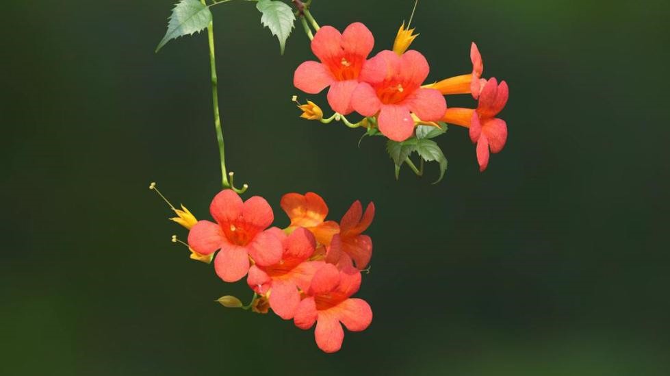 1 1.jpg?v=1766072572573