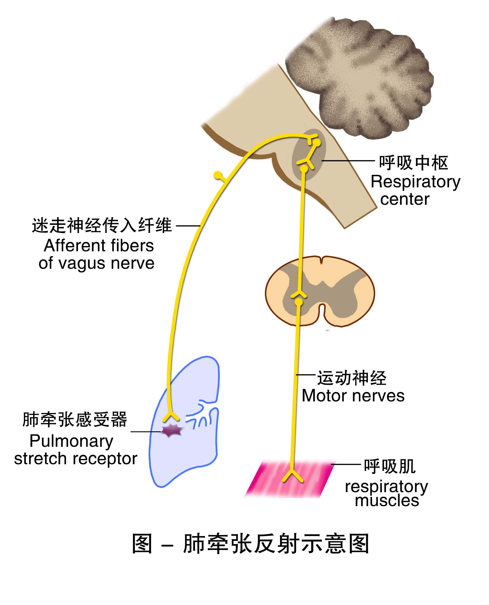 14-肺牵张反射示意图 .jpg