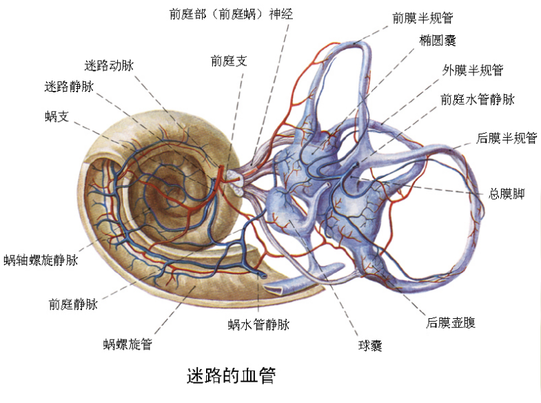 二,膜迷路 位于骨迷路内,可分为椭圆囊,球囊,膜半规管和蜗管.