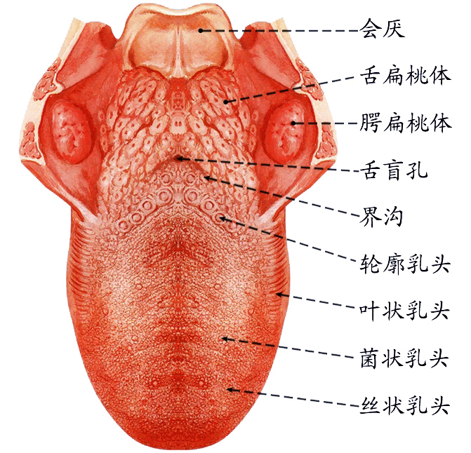 舌.jpg