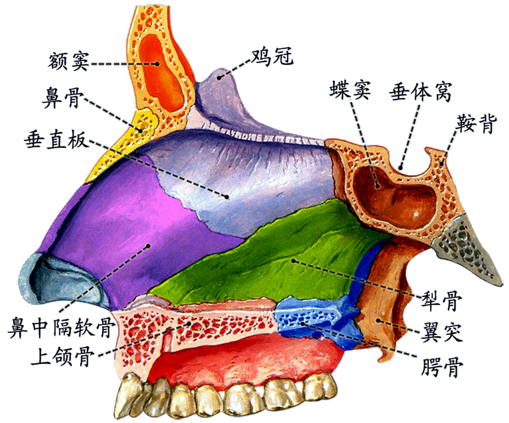 骨性鼻腔矢状切.jpg