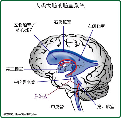 四脑室解剖位置图片