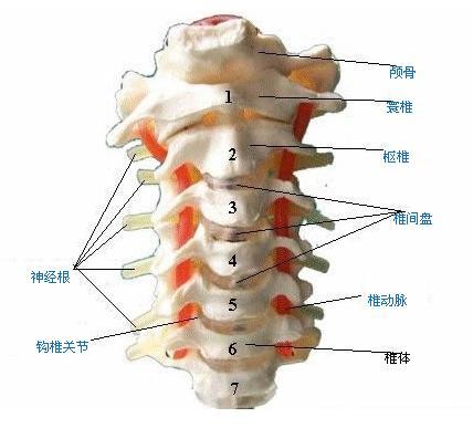 解剖结构 第一颈椎又叫寰椎