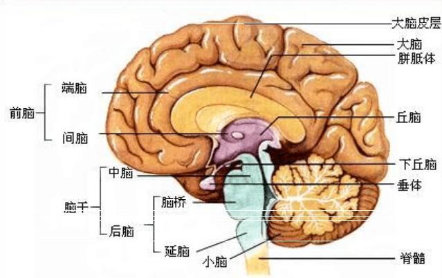 9种不良习惯会使大脑变迟钝 为了健康,请别做这12件事)