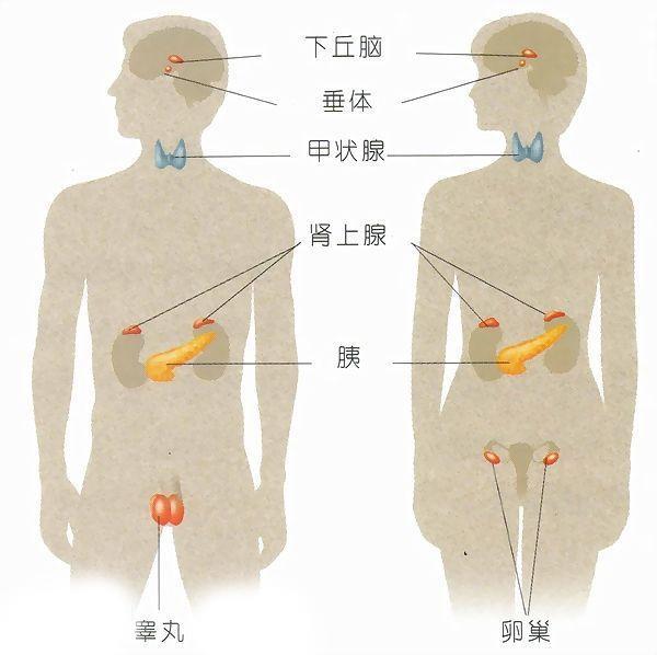免疫因素 1>同种免疫精子,精浆或受精卵是抗原物