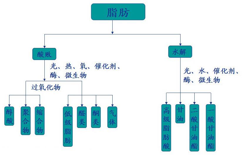 脂肪分解过程_体内脂肪分解过程