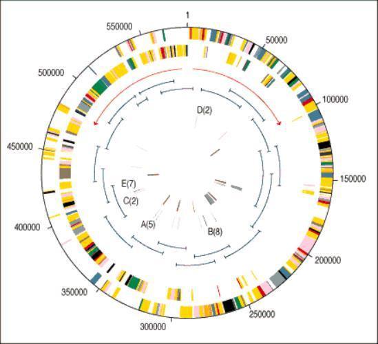 原核生物基因结构图片
