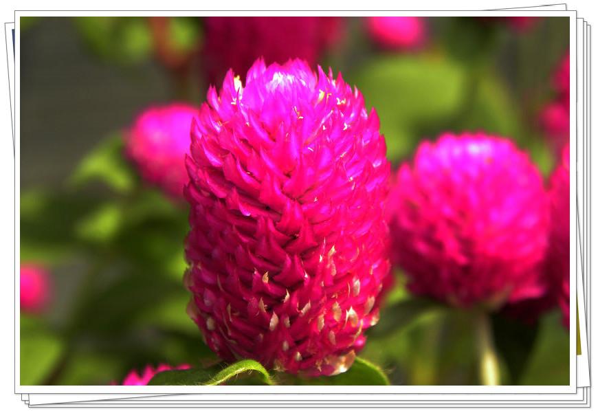 学名:gomphrena globosa 别名火球花,红火球,千年红 科属:苋科千日红