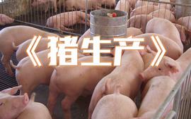 《猪生产》课程封面