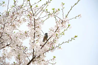 Photo by 壁纸迷
