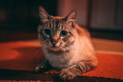 Photo by WPcoder