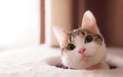 萌猫探头 猫咪 可爱 室内 1080P