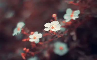 Photo by 壁纸迷
