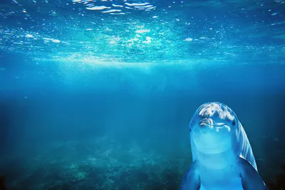 海底世界：神秘的蓝色 海洋 深海 神秘 8K