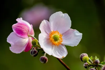 Photo by 壁纸迷