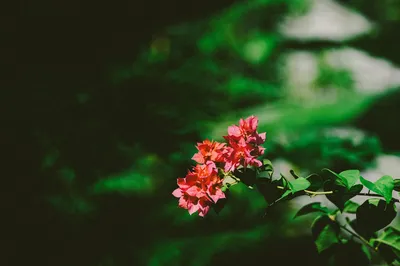 Photo by 壁纸迷