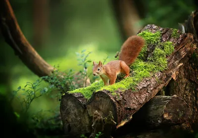 Photo by WPcoder