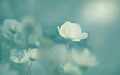 清新自然的花朵 自然 花卉 柔和 4K
