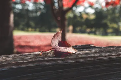 秋叶静谧 秋季 自然 红色 SD
