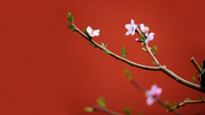 Photo by WPcoder
