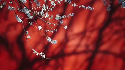 Photo by 壁纸迷