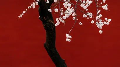 Photo by 壁纸迷