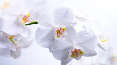 白色兰花的特写 花卉 自然 白色 8K
