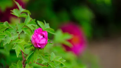 Photo by WPcoder