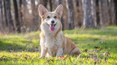 秋天的草地上的柯基犬 秋天 草地 柯基犬 4K