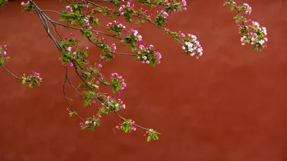 Photo by 壁纸迷