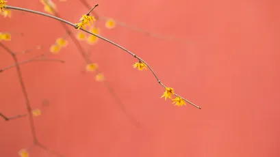 Photo by 壁纸迷