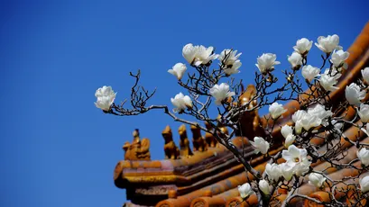 Photo by WPcoder