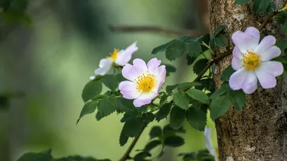 野玫瑰花 自然 花卉 粉色 8K