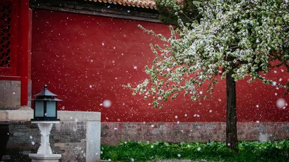 红墙雪落花 古建筑 雪景 红色 4K