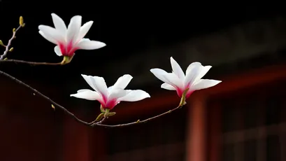 Photo by WPcoder