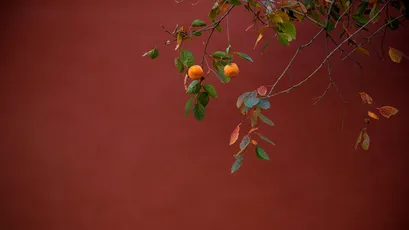 Photo by WPcoder